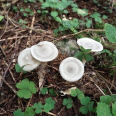 Гриб из Мытищи