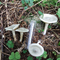 Гриб из Мытищи