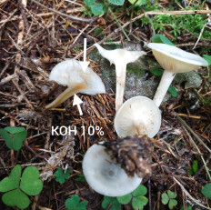 Гриб из Мытищи