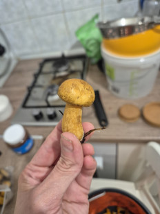 Маслёнок желто-бурый