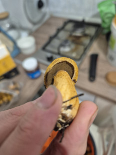 Маслёнок желто-бурый