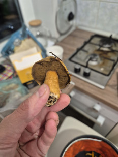 Маслёнок желто-бурый