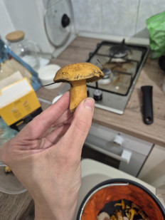 Маслёнок желто-бурый