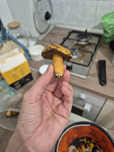 Маслёнок желто-бурый