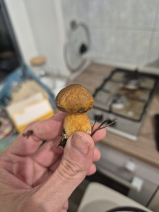 Маслёнок желто-бурый