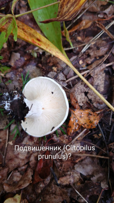 Гриб из Владимир