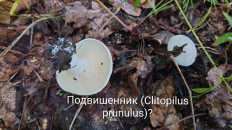 Гриб из Владимир