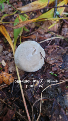 Гриб из Владимир