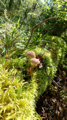 Гриб из Владимир