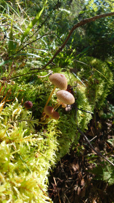 Гриб из Владимир