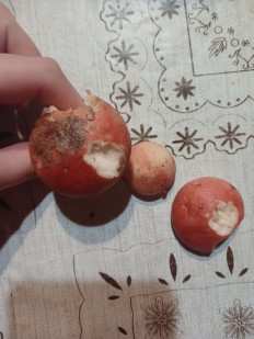 Гриб из Город Пушкино