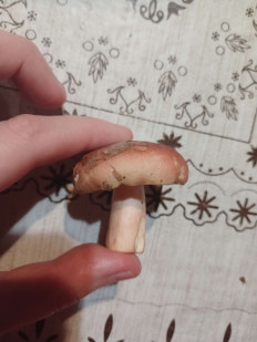 Гриб из Город Пушкино