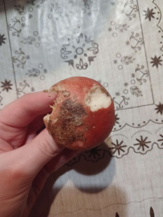 Гриб из Город Пушкино