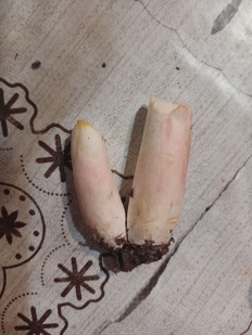 Гриб из Город Пушкино