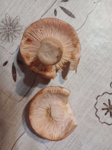 Гриб из Город Пушкино