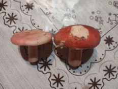 Гриб из Город Пушкино