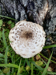 Гриб из Москва