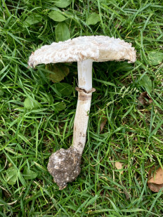 Гриб из Москва