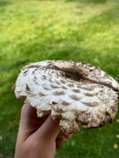 Гриб из Москва