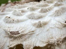 Гриб из Москва