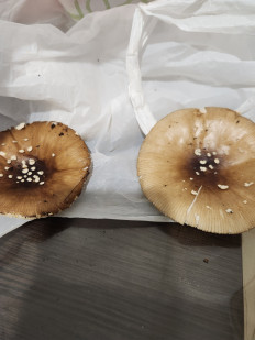 Гриб из Хабаровск