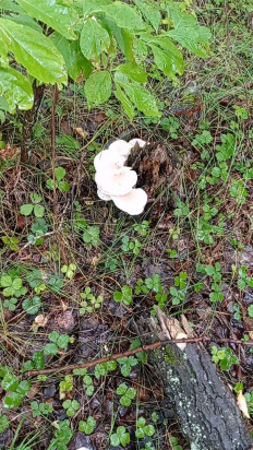 Вёшенка лёгочная