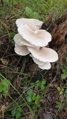 Вёшенка лёгочная