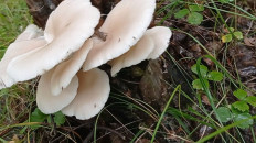 Вёшенка лёгочная