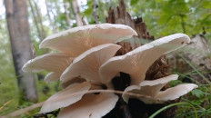 Вёшенка лёгочная