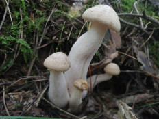 Гипсизигус ильмовый