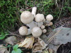 Гипсизигус ильмовый