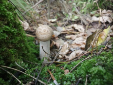 Гипсизигус ильмовый