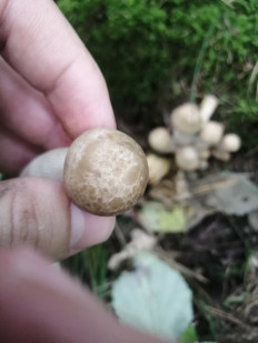 Гипсизигус ильмовый