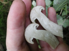 Гипсизигус ильмовый