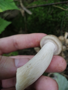 Гипсизигус ильмовый