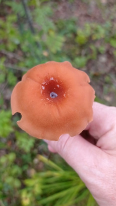 Лаковица большая