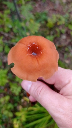 Лаковица большая