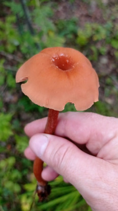 Лаковица большая