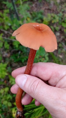 Лаковица большая