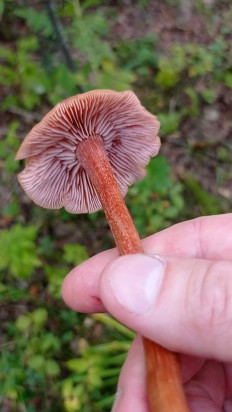 Лаковица большая