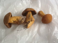 Маслёнок желто-бурый