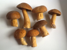 Маслёнок желто-бурый