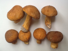 Маслёнок желто-бурый