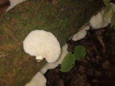 Гриб из Г. Хабаровск