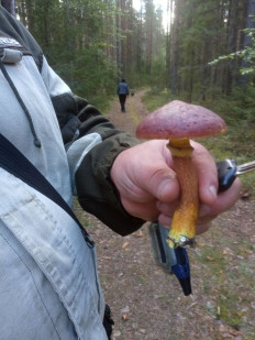 Гриб из Архангельская область