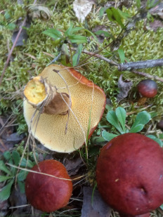 Гриб из Архангельская область