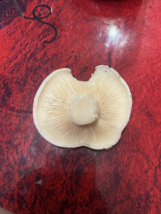 Гриб из Курск