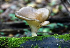 Picipes badius - Трутовик каштановый