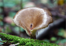 Picipes badius - Трутовик каштановый