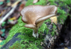 Picipes badius - Трутовик каштановый